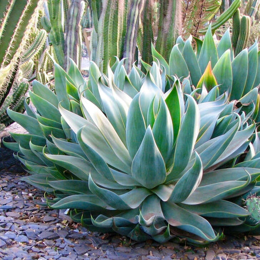 Agave Blue Flame | Extra Large 3 Gallon Plants | Agave 'Blue Flame' | Architectural Foliage | Drought Tolerant Succulent