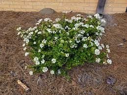 Viburnum Walter's Whorled Class | Extra Large Gallon Plants | Viburnum Obovatum 'Walters Whorled Class' | Landscape Accent | Hardy Shrub