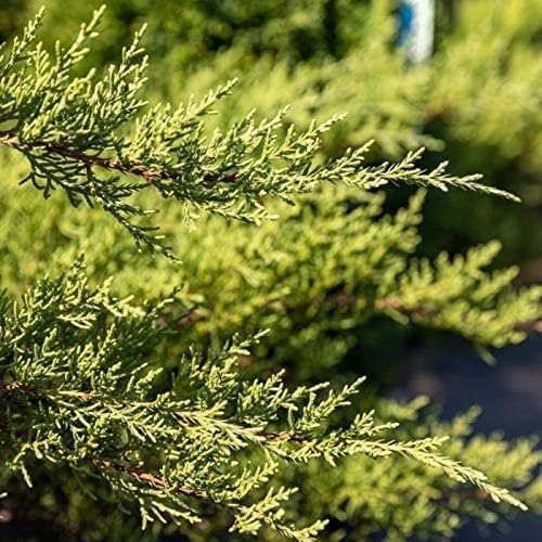 Juniper Nicks Compacta - Live Plants - Juniperus Chinensis - Hardy Evergreen