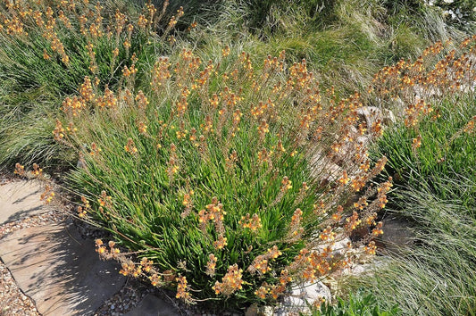 Bulbine Hallmark Orange | Live Gallon Size Plants | Vibrant Orange Blossom Succulent, Live Plant, Easy-Care Perennial for Sunny Gardens, Drought-Tolerant Ground Cover