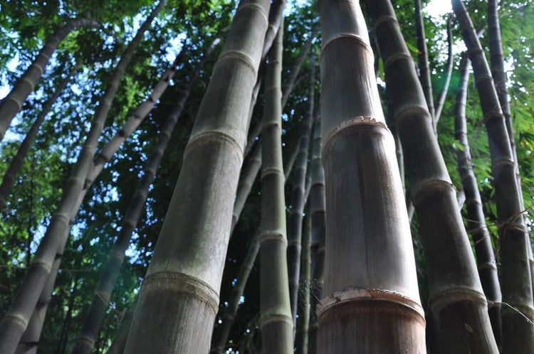 Dendrocalamus Asper Hitam Black Bamboo | Live Plants | Exotic Tropical Decor | Fast Growing Privacy Screen | Unique & Hardy (1 Plant)