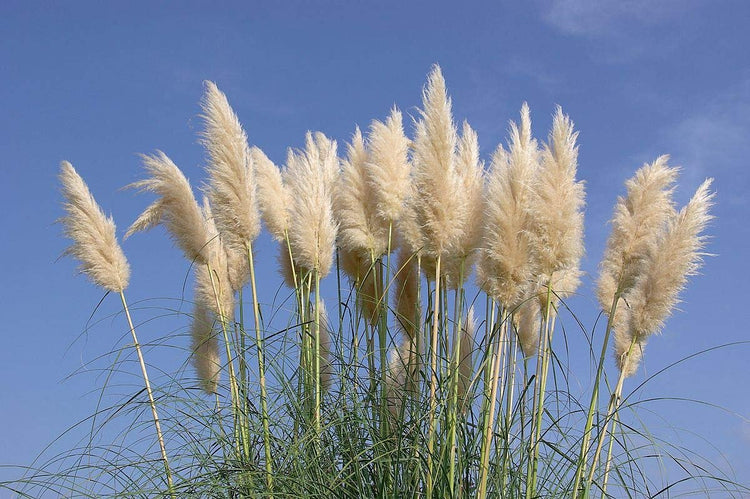 Pampas Grass | Live Plants | Cortaderia Selloana | Beautiful Blooming Screening Ornamental Foliage