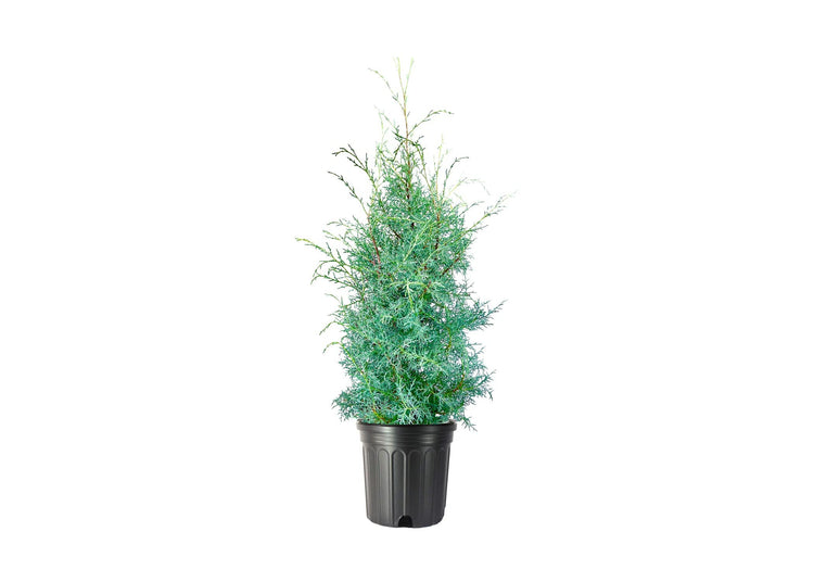 Carolina Sapphire Cypress Tree | Extra Large Gallon Trees | Beautiful Evergreen Low Maintenance Cold Hardy Privacy Screen