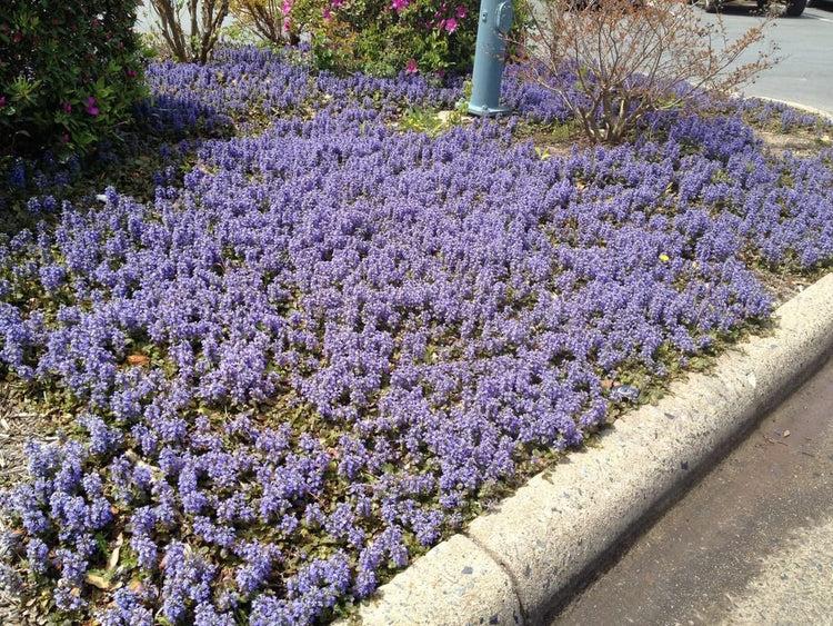 Ajuga Reptans Bronze Beauty | Live Plants | Carpet Bugle | Cold Hardy Shade Tolerant Low Maintenance Groundcover