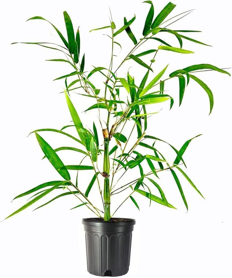 Dwarf Buddha Belly Bamboo | Live Plants | Bambusa Vulgaris Wamin | Rare Unique Beautiful Specimen | Non-Invasive Clumping Bamboo