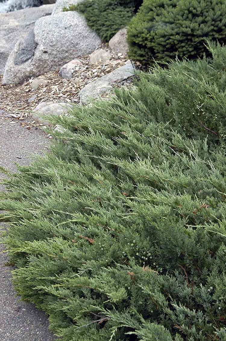 Hughes Juniper - Live Plants - Juniperus Horizontalis - Drought Tolerant Cold Hardy Evergreen Ground Cover