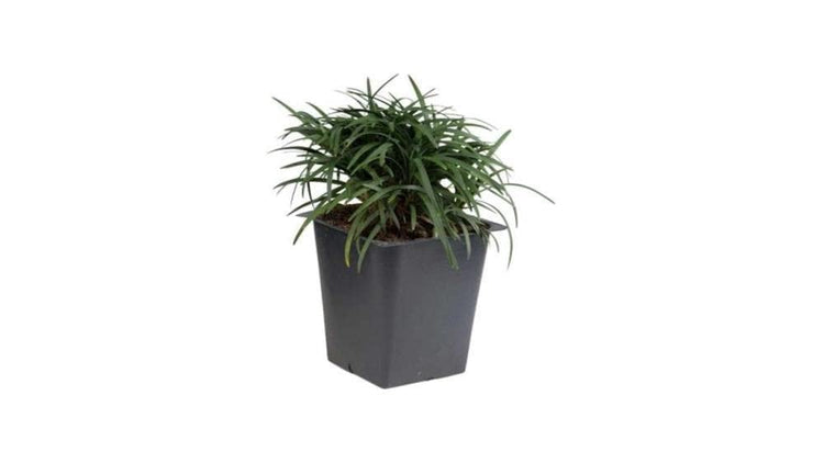 Dwarf Mondo Grass | 54 Count Flat of Large 4 Inch Pots | Ophiopogon Japonicus Nanus | Live Evergreen Shade Loving Groundcover