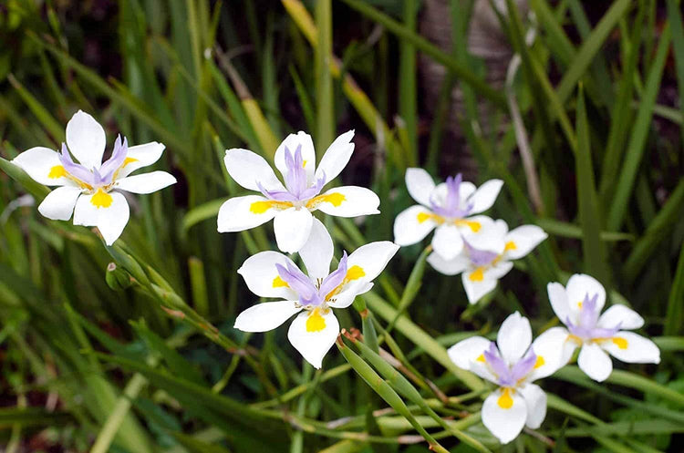 African Iris White | Large Gallon Size Plants | Dietes Iridioides | Low Maintenance Drought Tolerant Grass