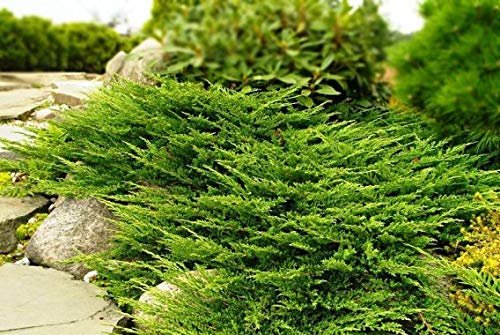 Prince of Wales Juniper - Live Plants - Drought Tolerant Cold Hardy Evergreen Ground Cover