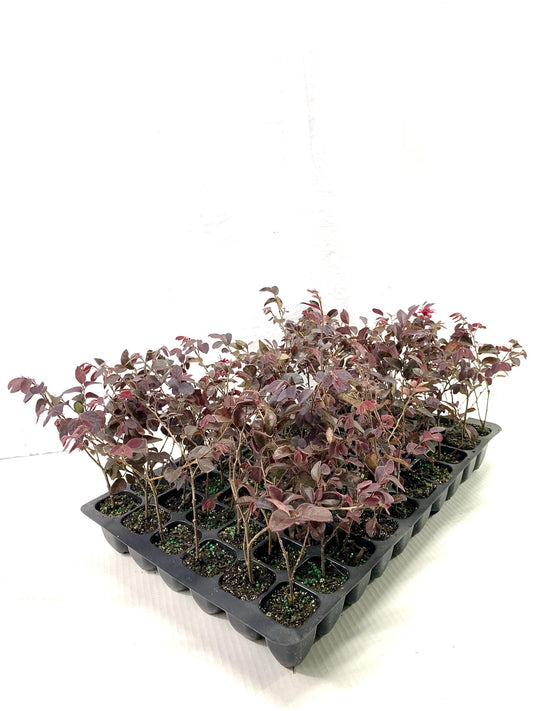 Loropetalum Red Chocolate I Live Plants I Chinese Fringe Flower I Deep Burgundy Foliage with Pink Flower Accents - Low-Maintenance, Drought-Resistant Shrub