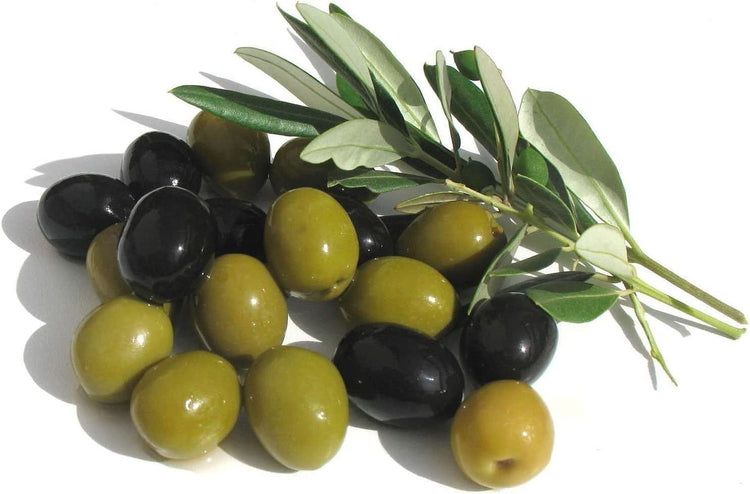 Arbequina Olive Tree | Live Inch Pots | Grow Your Own Olives Indoors