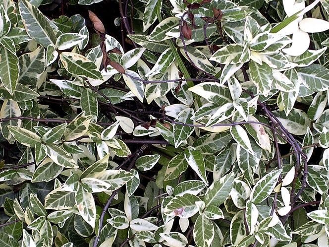 Variegated Confederate Jasmine | Extra Large Gallon Plants | Trachelospermum jasminoides Variegata | Eye-Catching Climber | Perfect for Garden Walls and Trellises