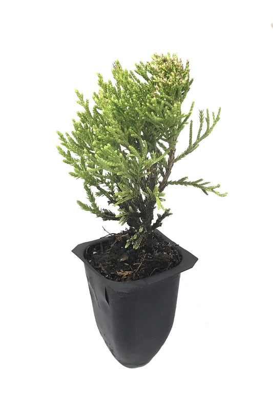 Sea Green Juniper - Live Plants - Juniperus Chinensis - Hardy Evergreen Privacy Screen