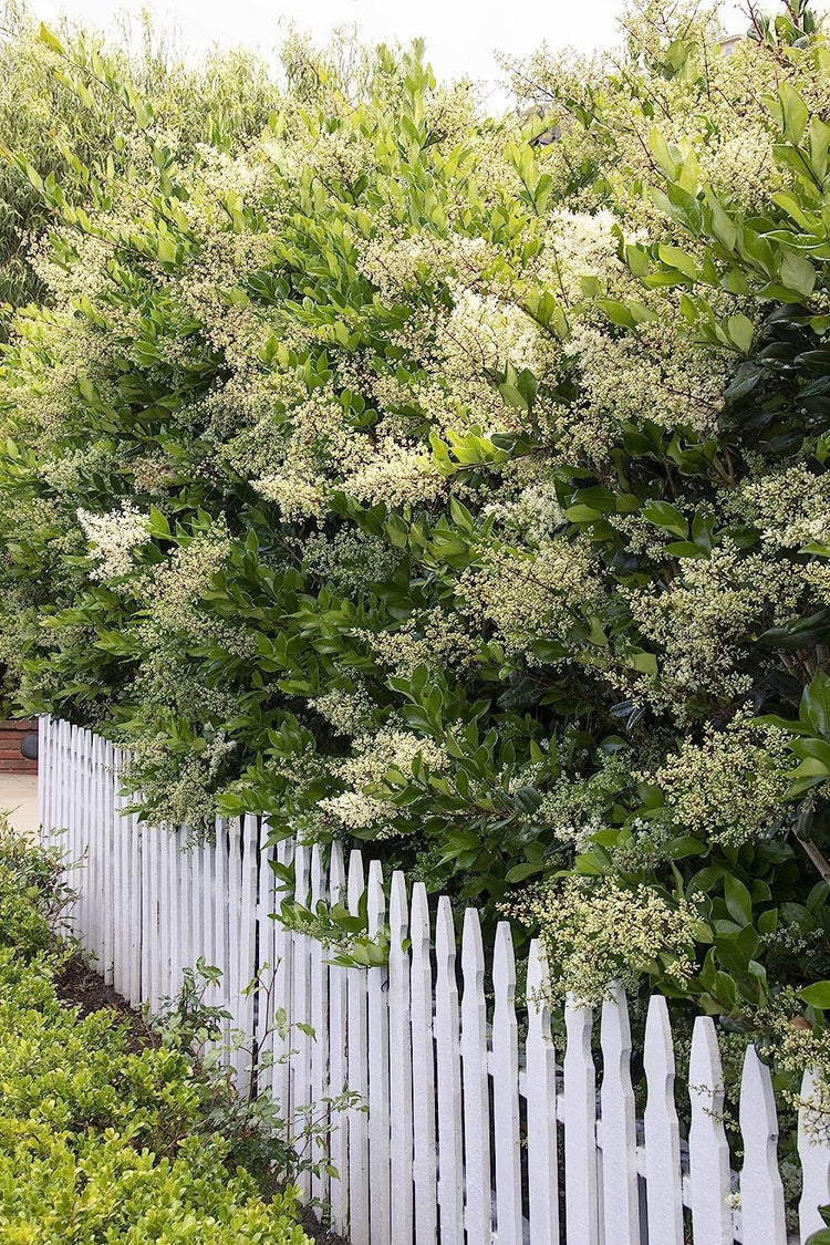 Ligustrum Waxleaf Privet - Live Quart Size Plants - Blooming Evergreen Privacy Hedge