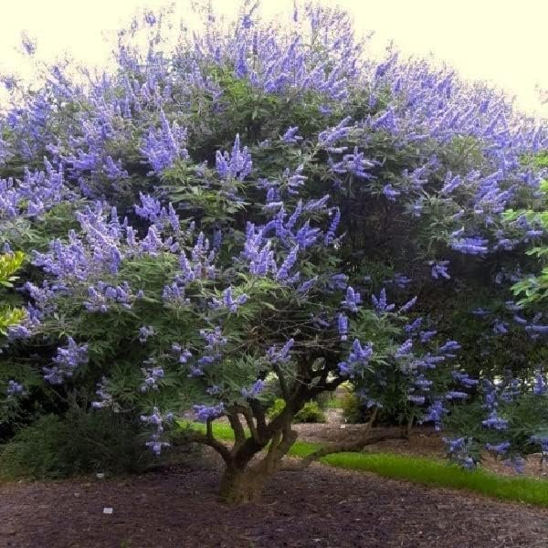 Chaste Tree | Live Seedlings | Texas Lilac Shoal Creek Vitex | Agnus Castus | Purple Flowering Lilac Shrub