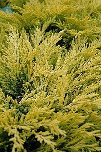 Lime Glow Juniper - Live Plants - Juniperus Horizontalis - Hardy Evergreen Ground Cover