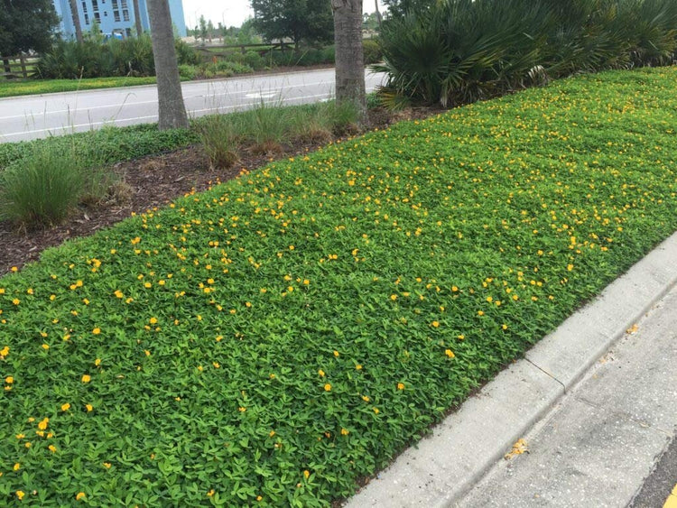 EcoTurf Perennial Peanut Grass - Live Plants - Arachis Glabrata - Drought Tolerant Low Maintenance Ground Cover