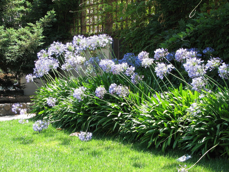 Agapanthus Africanus White | Extra Large Gallon Plants | Vibrant & Hardy Perennial, Lush, Ornamental Plant with Brilliant White Blooms, Ideal for Borders, Containers & Landscape Accents