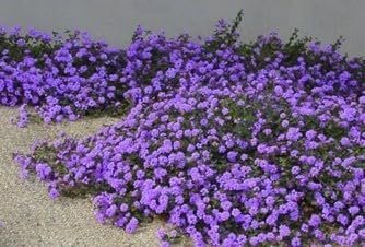 Lantana Purple I Large Gallon Size Plants I Verbenaceae Camara I Live Rich Purple Blooms, Heat and Drought Resistant, Ideal for Containers and Garden Borders