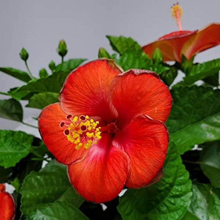 Hibiscus President Red | Live Plants | Hibiscus Rosa-Sinensis | Vibrant Red Blooms | Tropical Garden Beauty | Eye-Catching Flowering Shrub