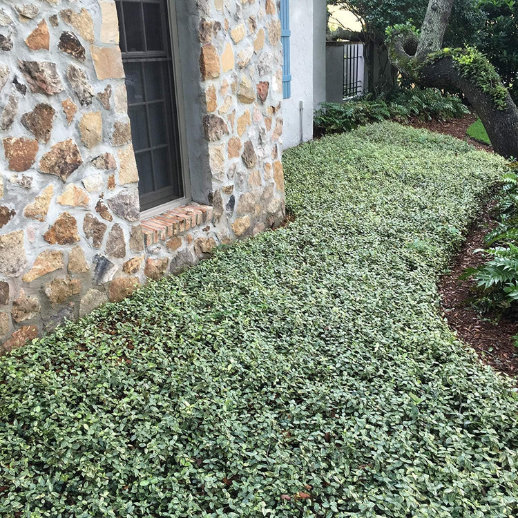 Variegated Jasmine Minima I Large Gallon Size Plants I Trachelospermum Asiaticum | Live Unique Two-Tone Foliage for Eye-Catching Landscapes, Low-Growing Ground Cover