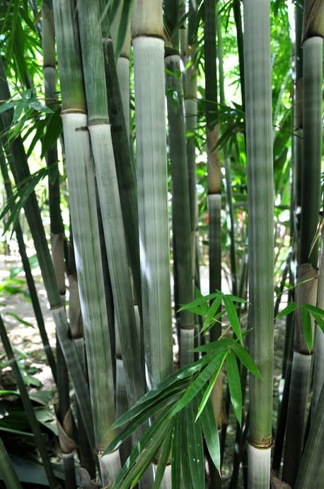 Graceful Bambusa Nutans Bongkhai Ever Bamboo | Large Gallon Size Plants | Fast-Growing Privacy Screen | Hardy & Lush Outdoor Greenery