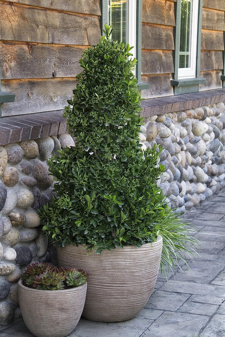 Ligustrum Waxleaf Privet - Live Quart Size Plants - Blooming Evergreen Privacy Hedge