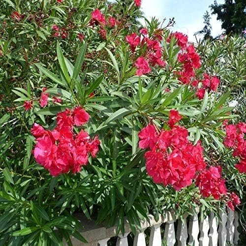 Oleander Red Plants | Live Plants | Nerium Oleander | Vibrant Red Blooms | Ideal for Outdoor Landscaping | Hardy & Low-Maintenance | Attracts Pollinators | Perfect for Hedges & Borders