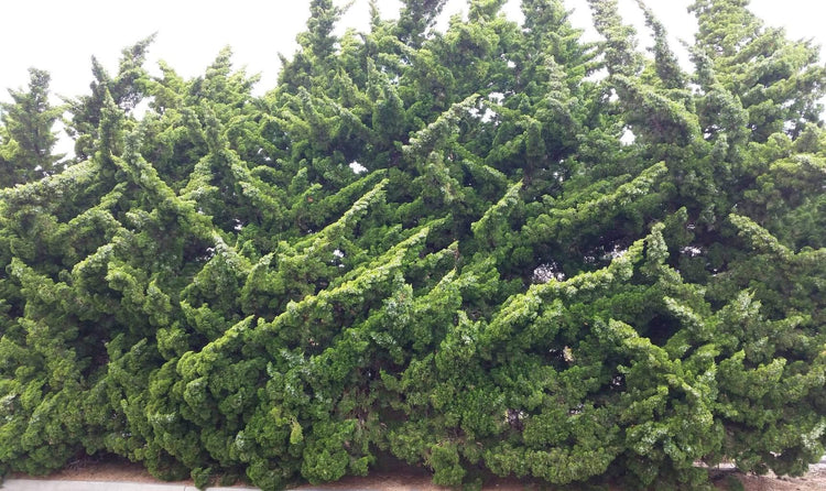 Hollywood Juniper - Juniperus Chinensis Torulosa - Live Quart Size Trees - Drought Tolerant Cold Hardy Evergreen Plant