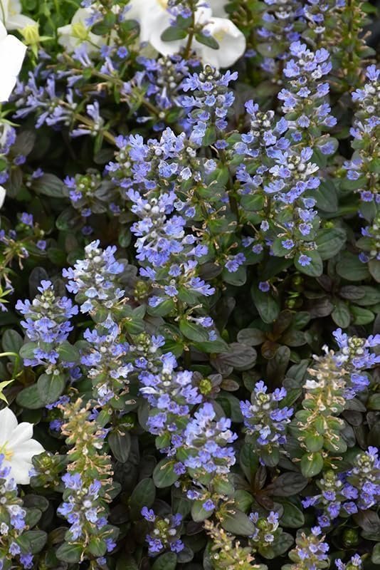 Ajuga Reptans Chocolate Chip I Live Plants | Dense Ground Cover Plant with Miniature Dark Foliage, Perfect for Gardens, Borders, & Shaded Areas (3 Plants)