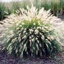 White Fountain Grass | Extra Large Gallon Plants | Pennisetum alopecuroides | Elegant Outdoor Decor | Lush Foliage Accent