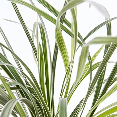 Aztec Grass - Live Quart Size Plants - Variegated Liriope - Ophiopogon Intermedius Argenteomarginatus