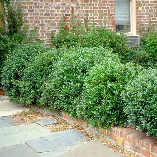 Carissa Holly I Large Gallon Size Plants I Ilex Cornuta I Live Dense Evergreen Shrub for Hedging, Borders, and Ornamental Landscaping, Glossy Leaves and Red Berries