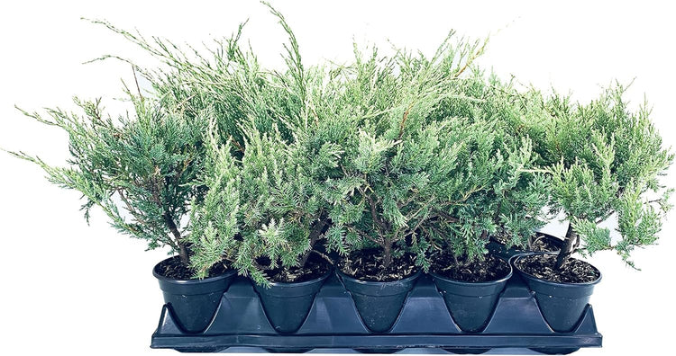 Blue Pfitzer Juniper | Live 4 Inch Pots | Juniperus Chinensis | Drought Tolerant Cold Hardy Evergreen Groundcover Plants