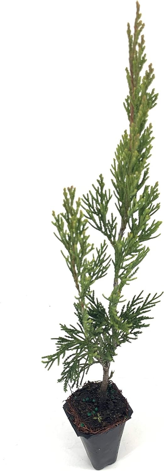 Spartan Juniper - Live Trees - Juniperus Chinensis - Evergreen Screening Planting