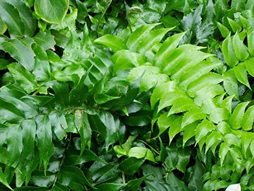 Japanese Holly Fern - Live Plants - Cyrtomium Falcatum Rochfordianum