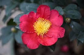 Camellia Sasanqua Yuletide I Extra Large Gallon Plants I Red Flowering Bright Red Winter Blooms, Live Plant for Indoor & Outdoor Gardens