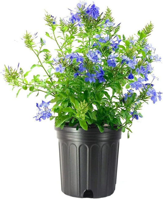 Imperial Blue Plumbago | Large Gallon Size Plants | Auriculata | Live Drought Tolerant Blooming Butterfly Attracting Shrub