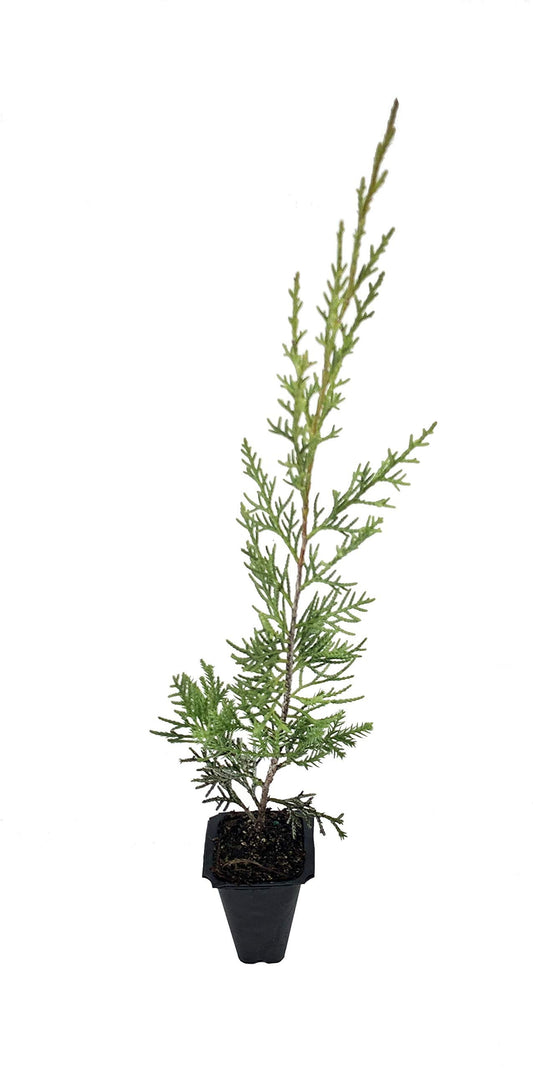 Keteleeri Juniper - Live Trees - Juniperus Chinensis