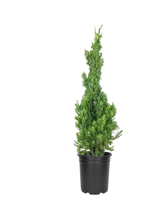 Robusta Green Juniper | Live Quart Size Trees | Juniperus Chinensis | Drought Tolerant Cold Hardy Evergreen Screening Plants