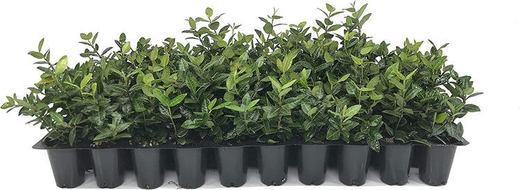 Asiatic Jasmine Minima - 60 Live Plants - Asian Ground Cover Fully Rooted with Soil - Trachelospermum Asiaticum