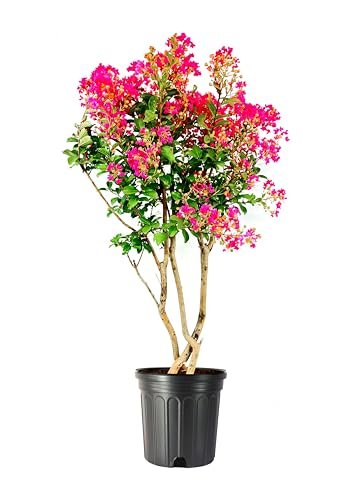 Crape Myrtle Tonto | Extra Large Gallon Plants | Lagerstroemia 'Tonto' | Hardy Fuchsia Blooms | Compact Growth