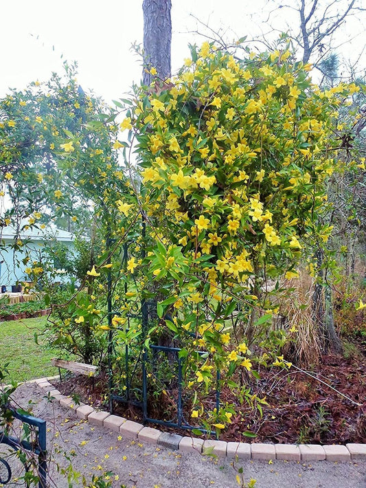 Carolina Jasmine | Large Gallon Size Plants | Gelsemium Sempervirens Jessamine | Blooming Fragrant Vine Foliage