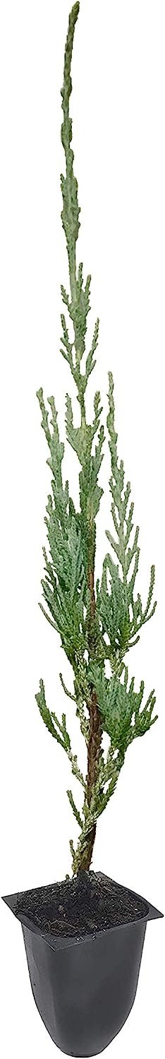 Skyrocket Juniper Juniperus Scopulorum - 20 Live Evergreen Trees