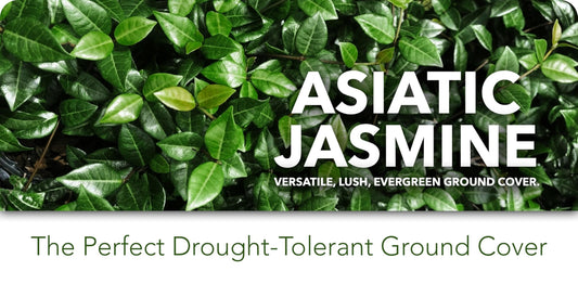 Asiatic Jasmine Minima - Live Plants - Trachelospermum Asiaticum - Drought Tolerant Cold Hardy Evergreen Ground Cover