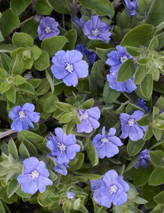 Beach Bum Blue I Large Gallon Size Plants I Evolvulus Glomeratus I Live Low-Maintenance, Drought-Resistant, Ideal for Coastal Gardens