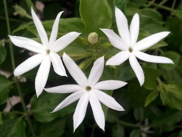 Downy Jasmine | Live Plants | Jasminum Multiflorum | Beautiful Blooming Vine-Like Shrub