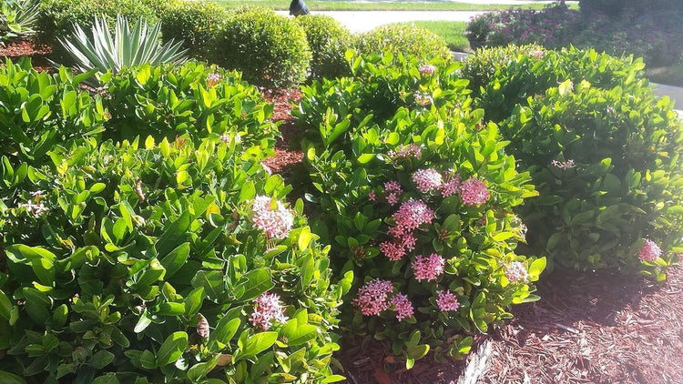 Ixora Dwarf Pink Taiwanensis | Live Plants | Ixora Chinensis | Perfect for Compact Spaces | Vibrant Tropical Blooms