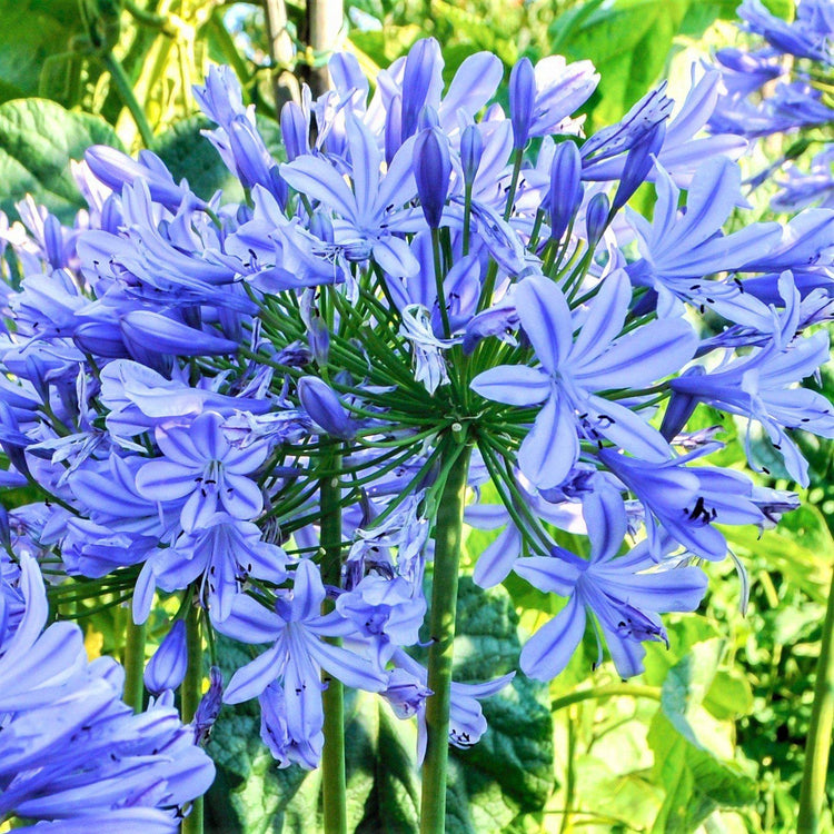 Agapanthus Africanus Lily of The Nile | Large Gallon Size Plants | Low Maintenance Flowering Groundcover Grass