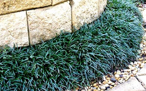 Dwarf Mondo Grass | Large Gallon Size Plants | Ophiopogon Japonicus Nanus | Live Evergreen Shade Loving Groundcover